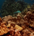   Parrot Fish. Big Island Hawaii. Fish Hawaii  